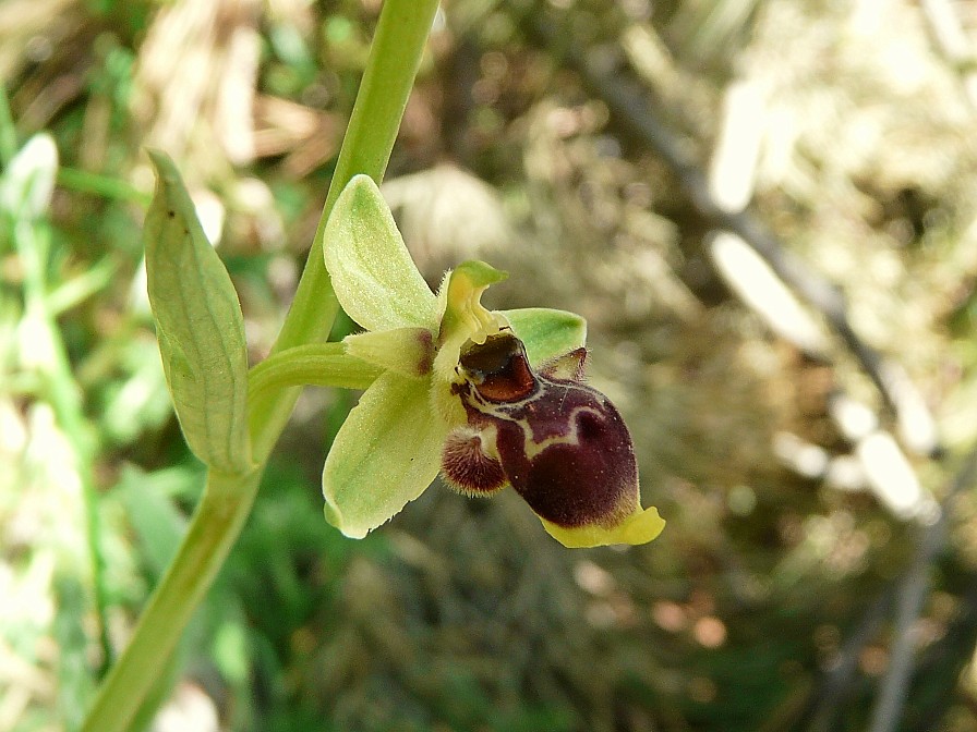 Ophrys scolopax